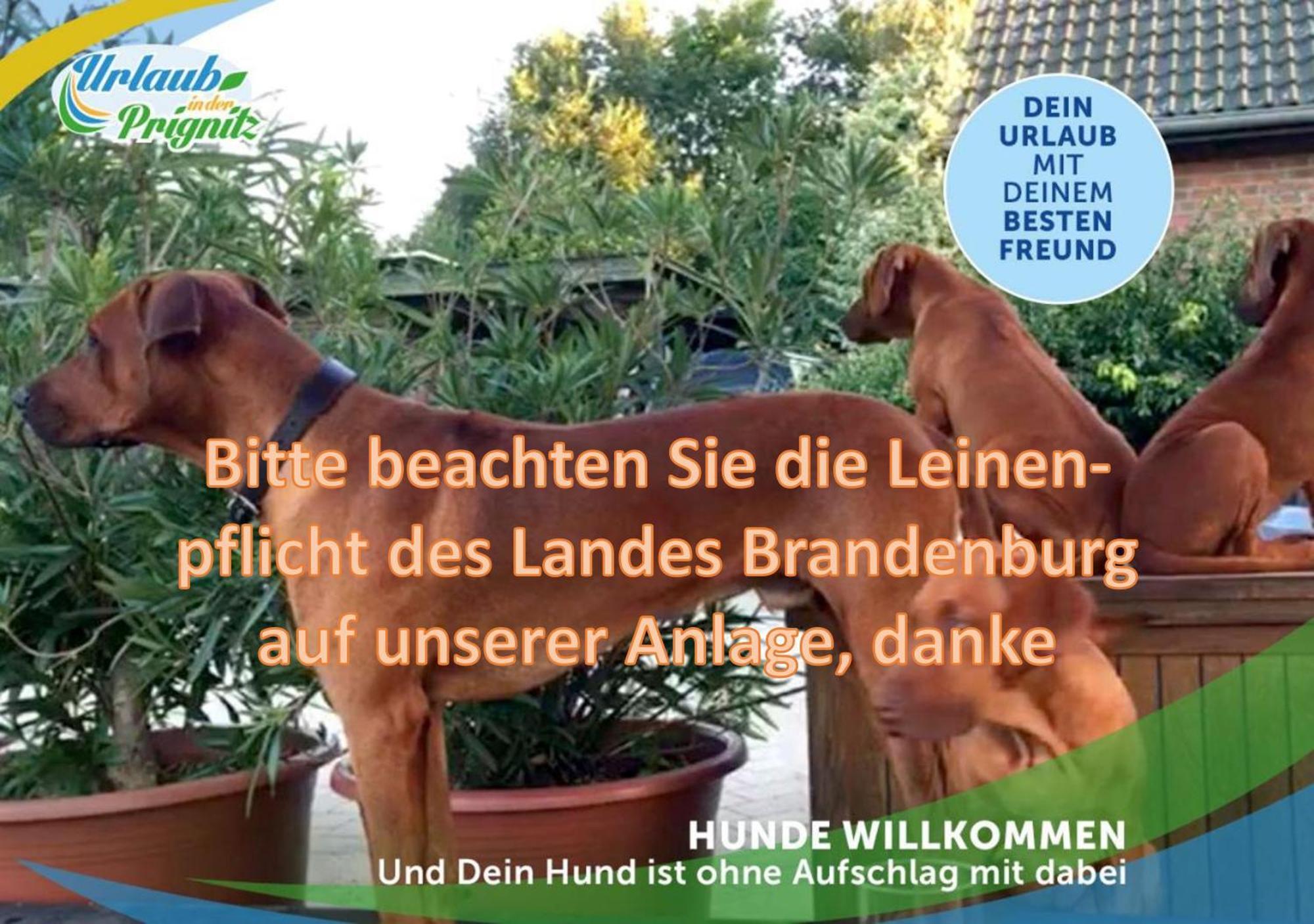 Jagd-Angler-Holzhaus-Im-Wald-Am-See Villa Kyritz Eksteriør bilde